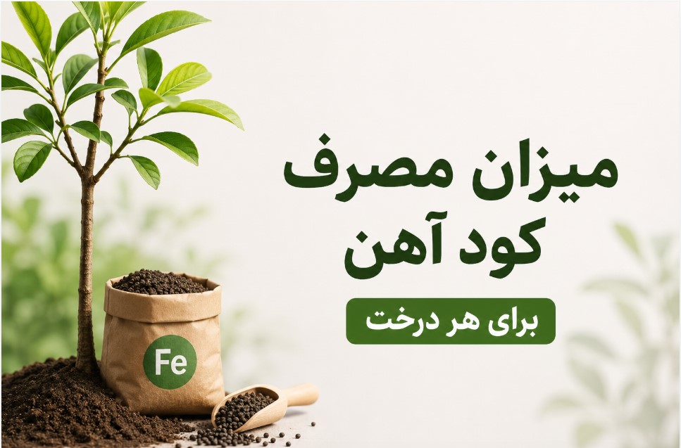 میزان مصرف کود آهن برای هر درخت